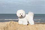 BICHON FRISE 079